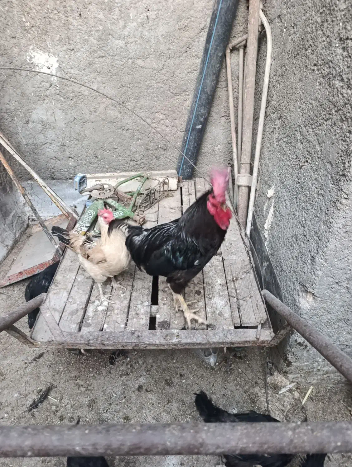 خروس و مرغ عربی اصل|حیوانات مزرعه|بندر امام خمینی, |دیوار