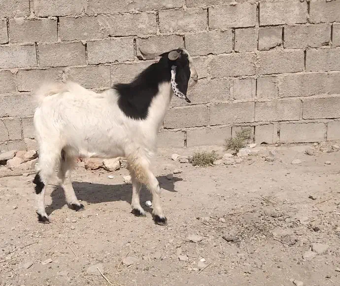 کهره نرچاق|حیوانات مزرعه|جهرم, |دیوار