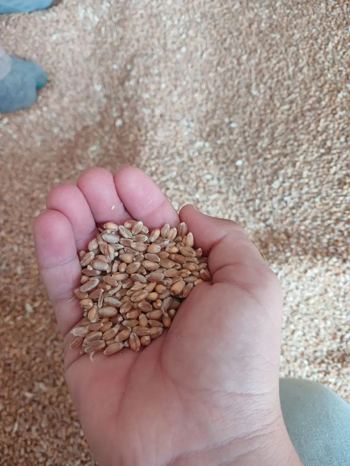 گندم قرمز اکلید درشت|خوردنی و آشامیدنی|ویلکیج, |دیوار