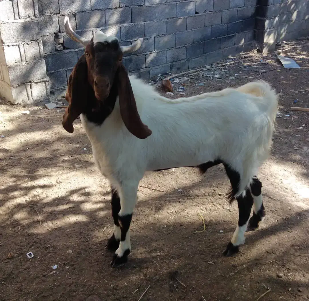 فروش چپش دورگه پاکستانی|حیوانات مزرعه|لار, |دیوار