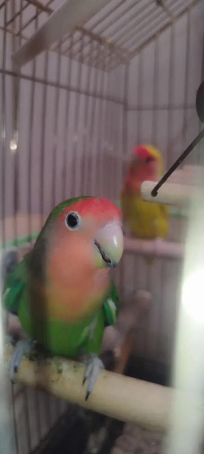 کوتوله برزیلی|پرنده|شیراز, فاضل|دیوار