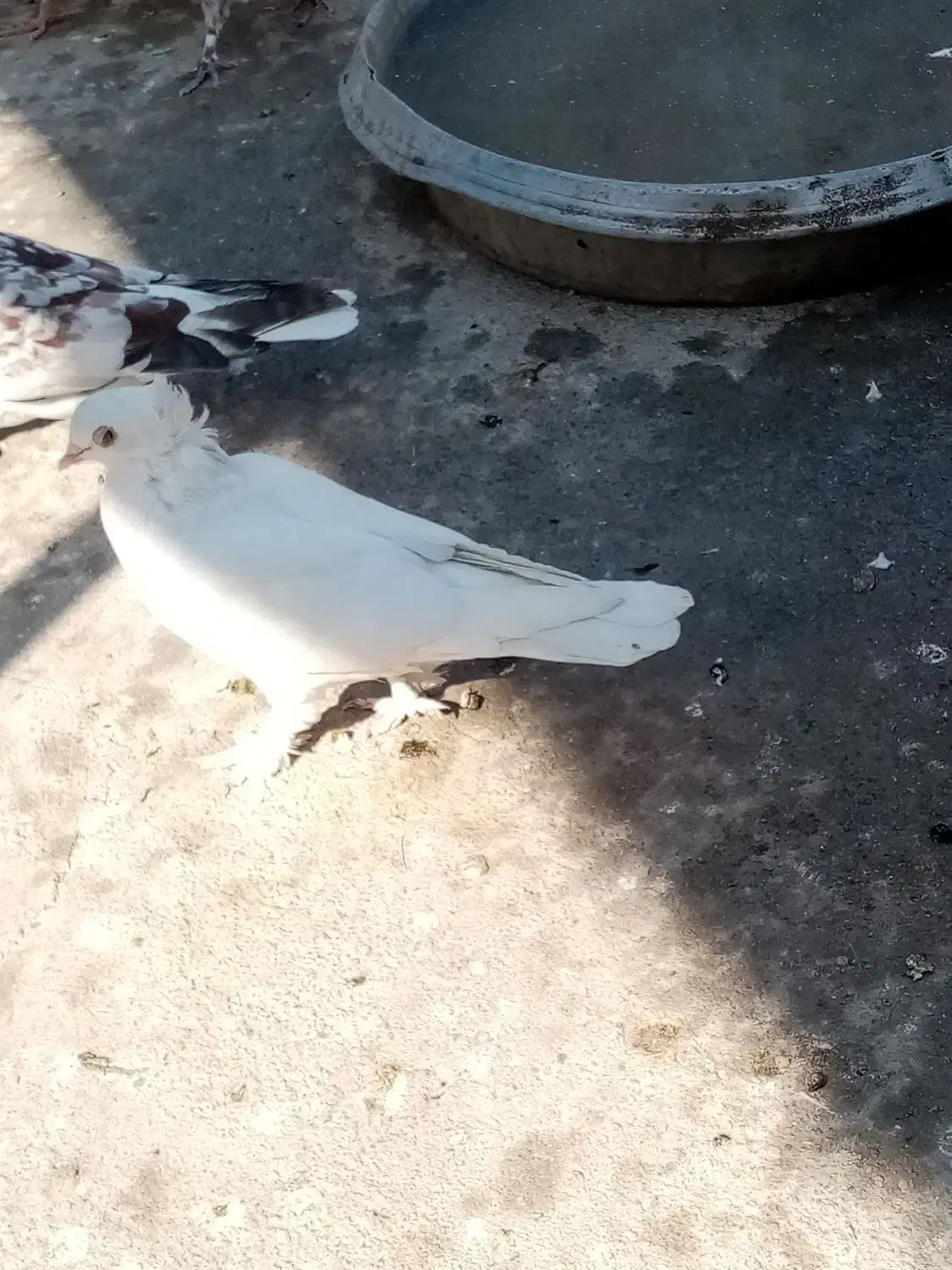 کفتر رواعب|پرنده|قم, نخودی|دیوار