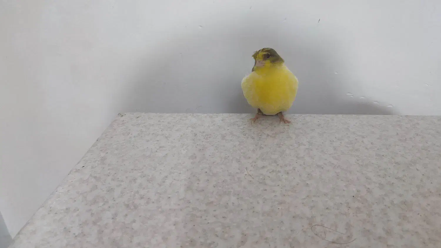 قناری|پرنده|صومعهسرا, |دیوار