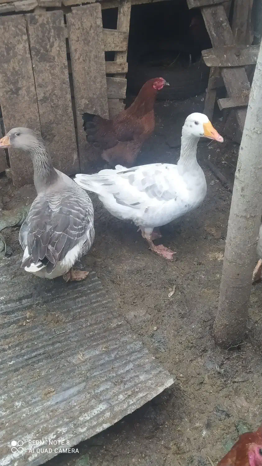 فروش غاز محلی،وزن کلا 11کیلو هست|حیوانات مزرعه|رحیمآباد, |دیوار