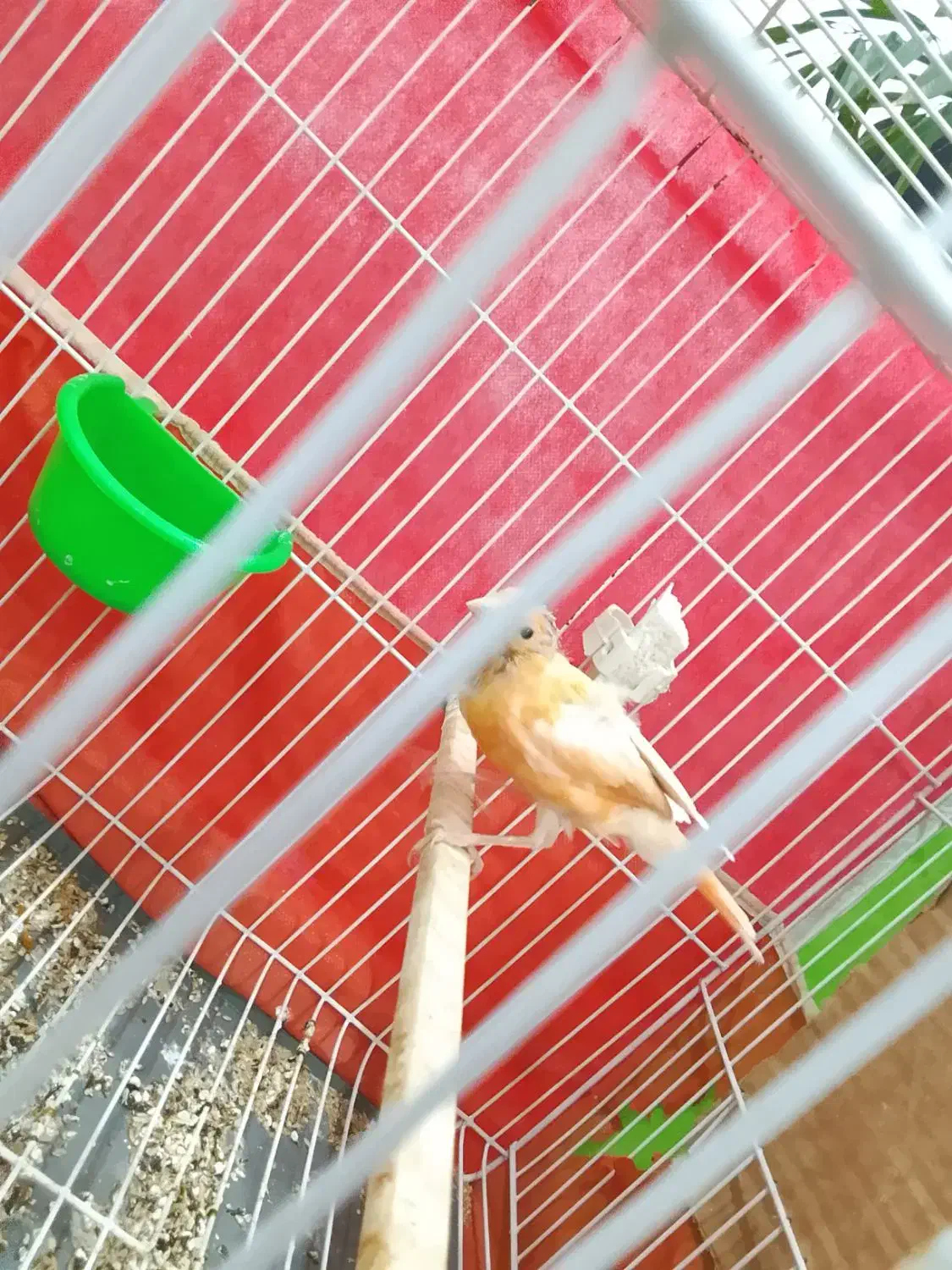 جوجه قناری|پرنده|تربت‌حیدریه, کاشانی|دیوار