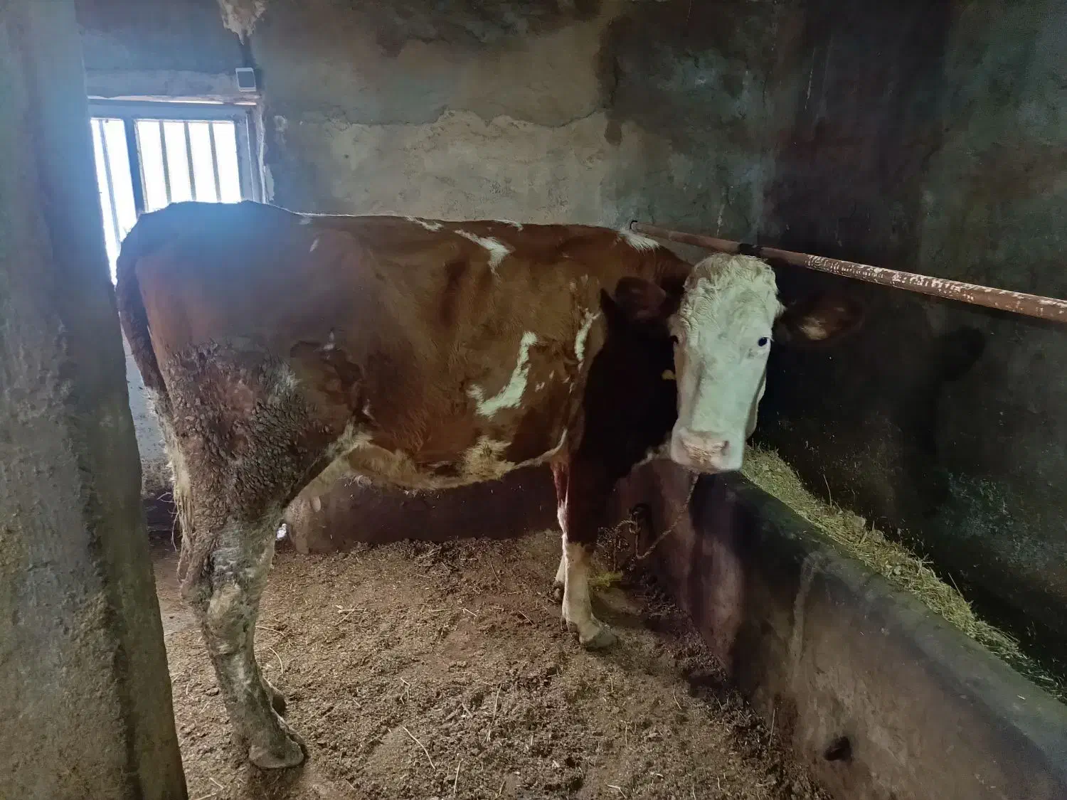 گاو سیمینتال گوشتی|حیوانات مزرعه|انزل, |دیوار