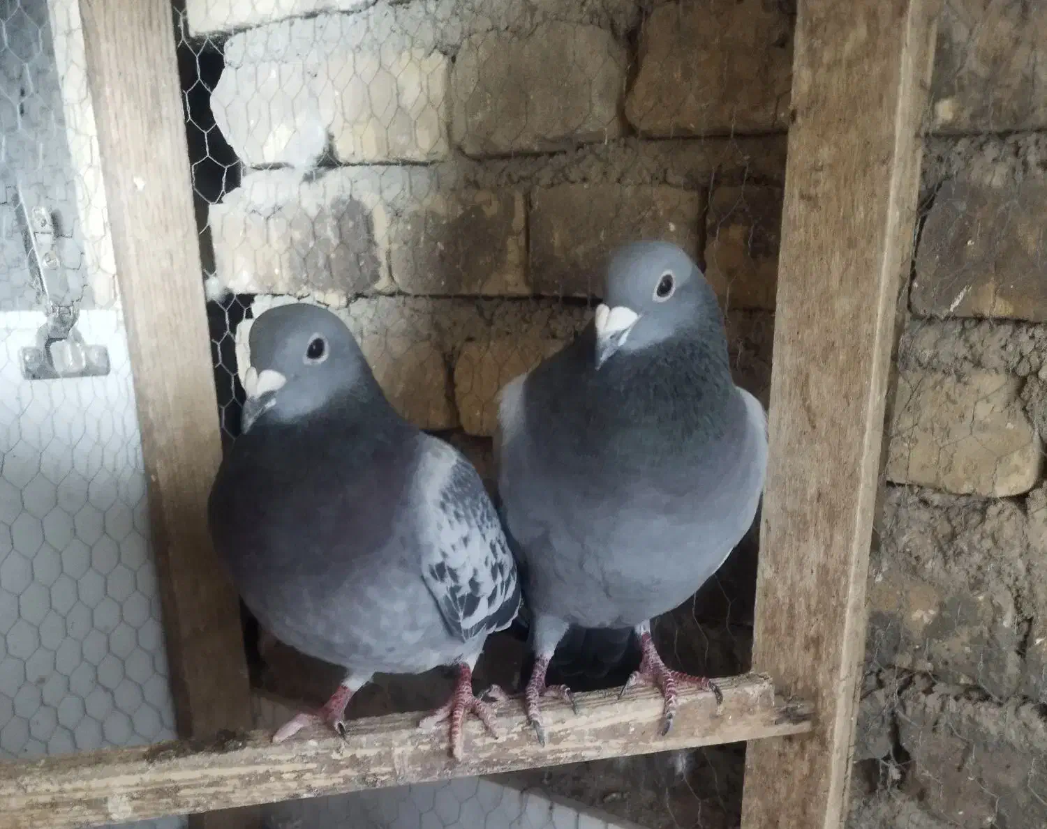 کفتر|پرنده|اردکان, |دیوار