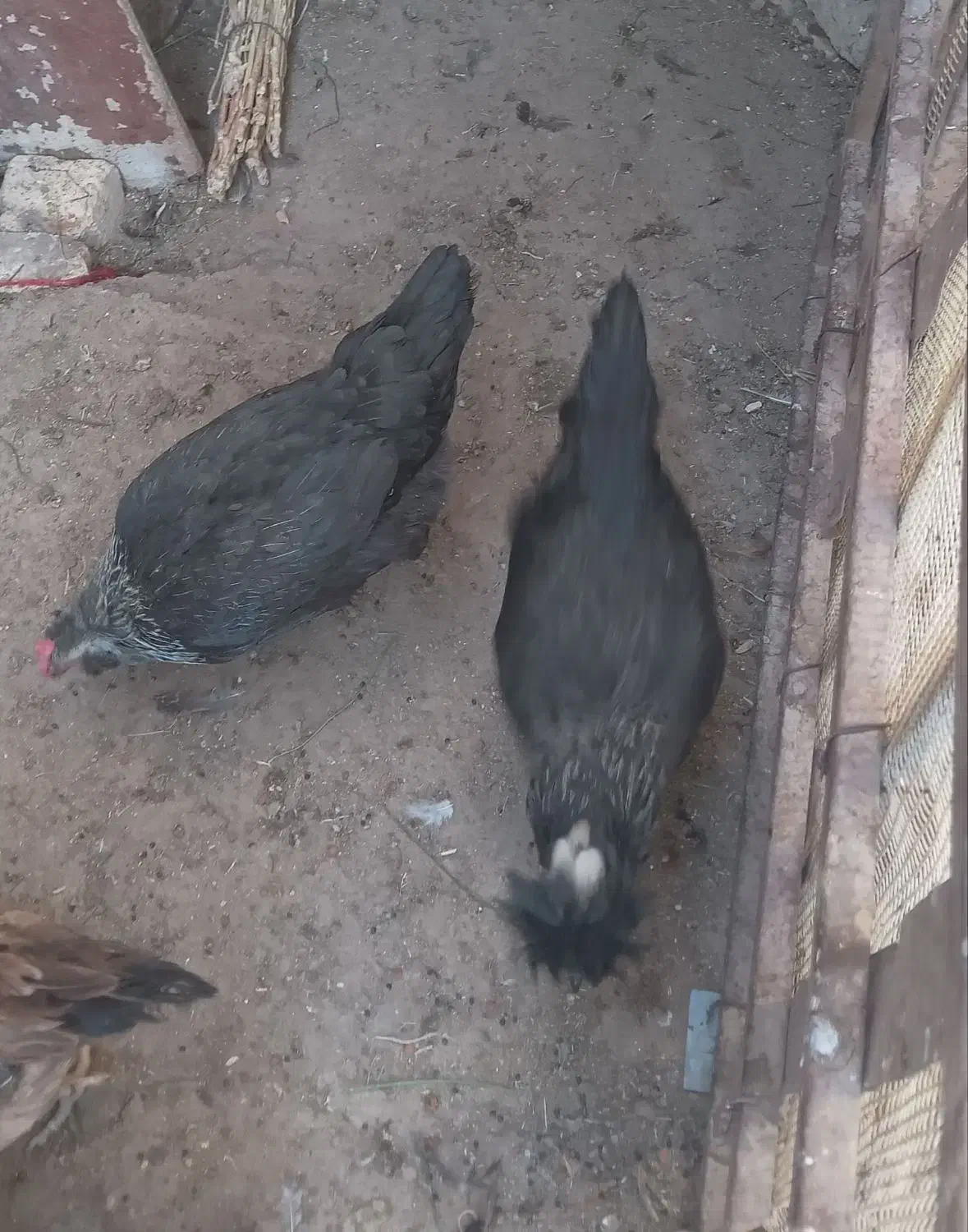 باسلام فروش مرغ و خروس|حیوانات مزرعه|بن, |دیوار