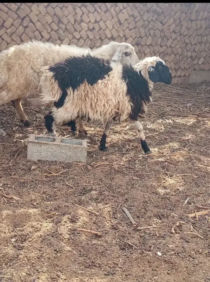 بره نرسرحال|حیوانات مزرعه|کرمان, |دیوار