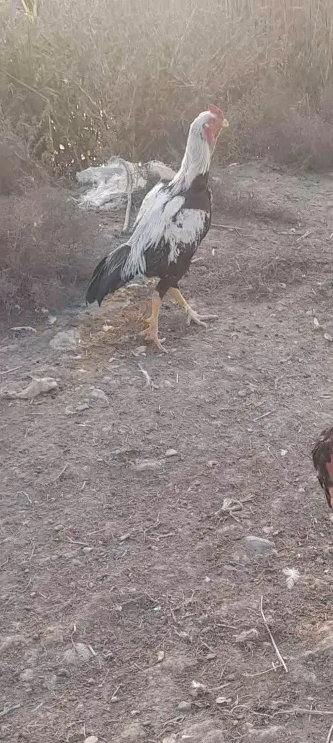 لاری صابونی نژاد دار|پرنده|پارسآباد, |دیوار