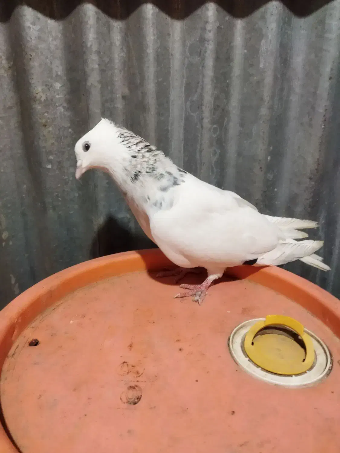 کبوتر|پرنده|شوشتر, |دیوار