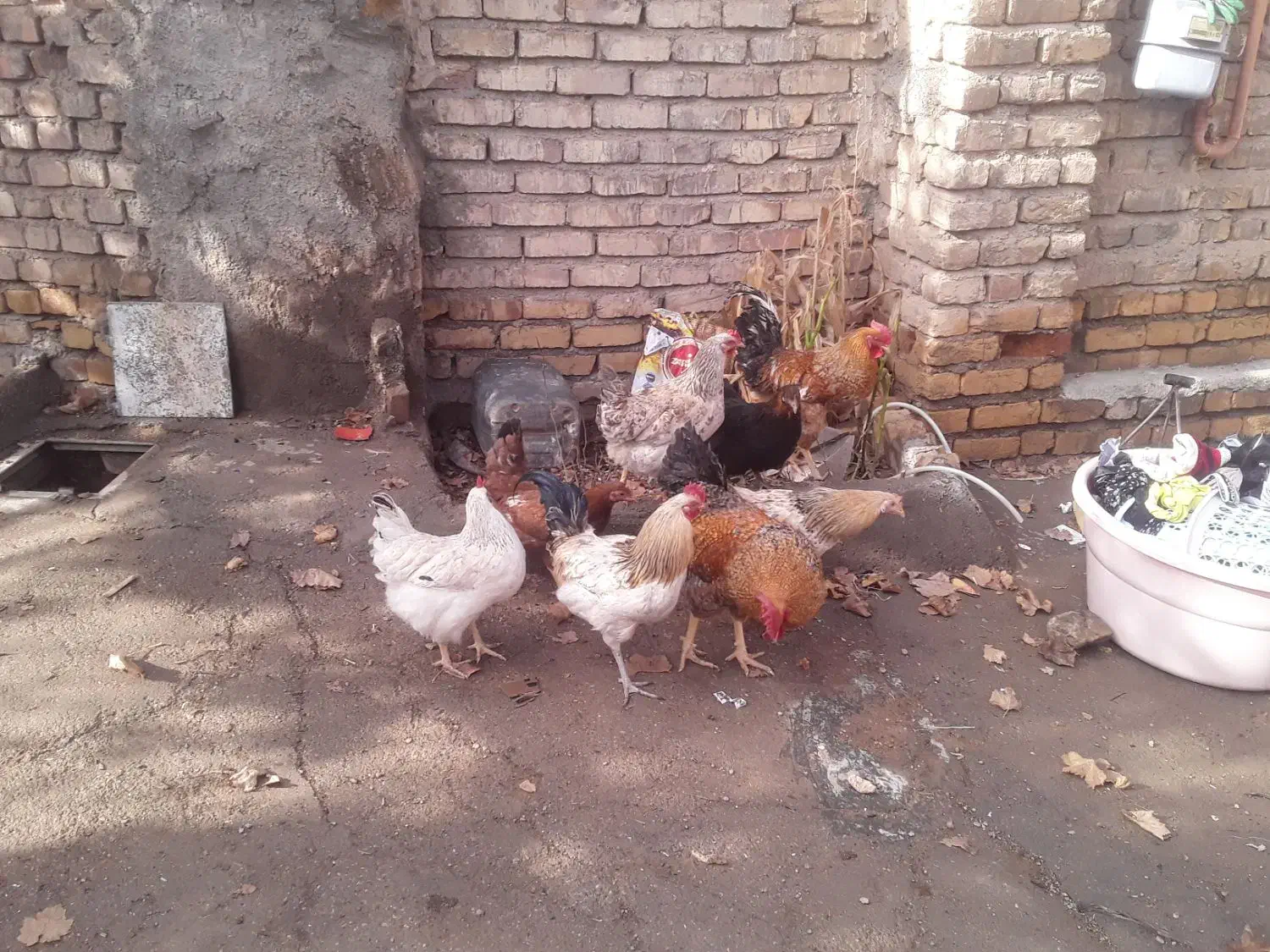 مرغ و خروس جوان|حیوانات مزرعه|خرمدشت, |دیوار