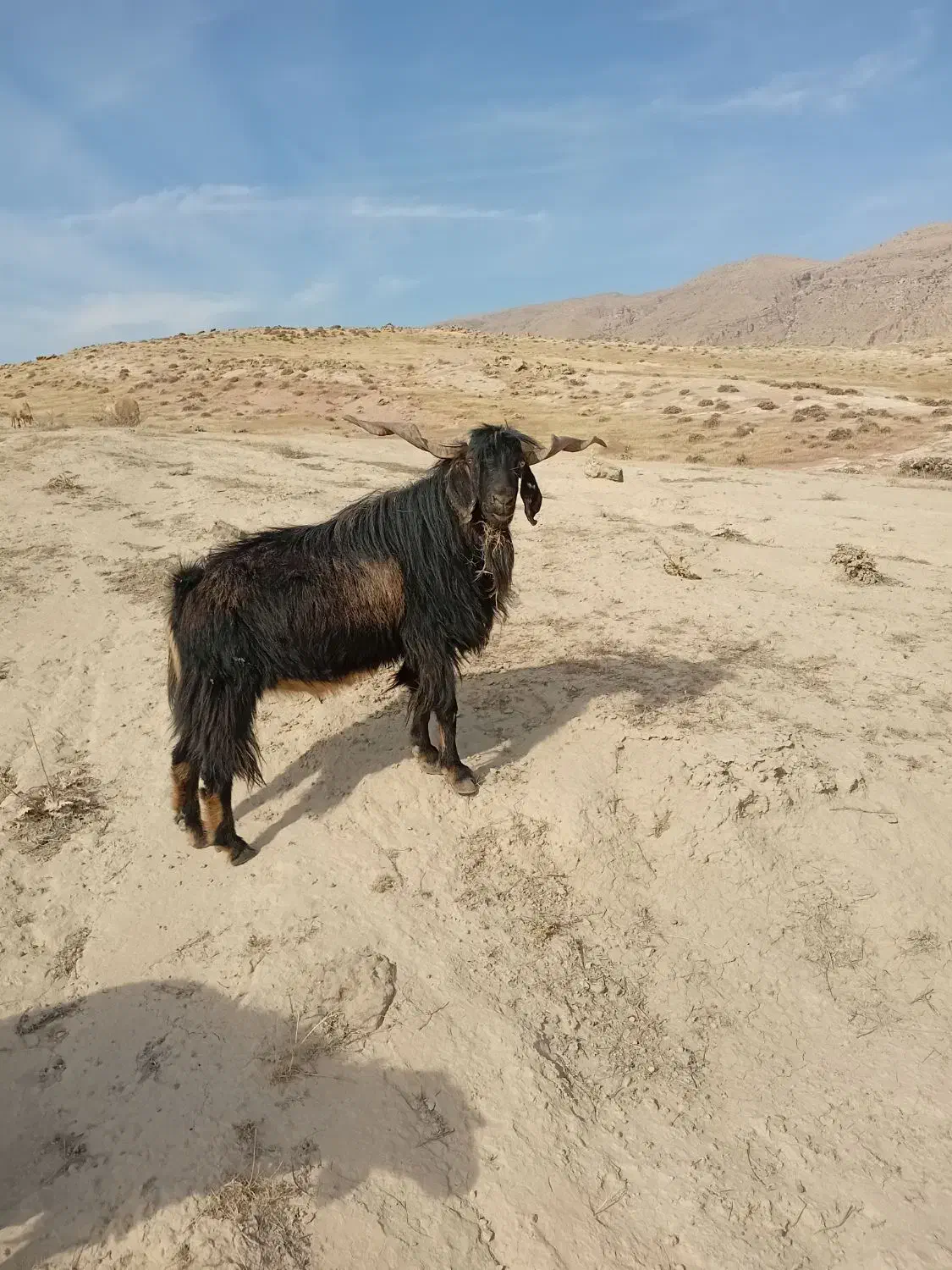 فروشی|حیوانات مزرعه|پلدختر, |دیوار