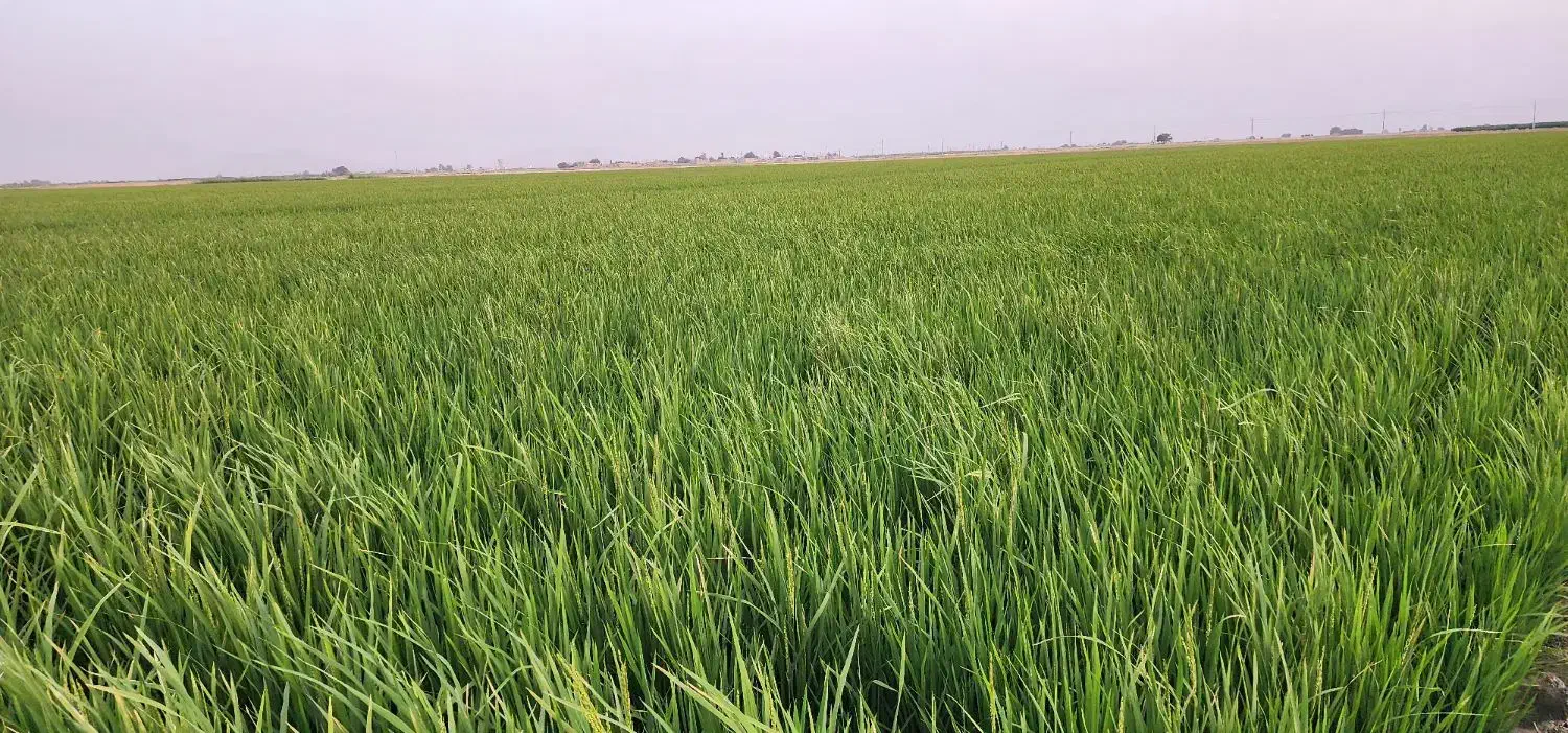 زمین کشاورزی گوجه|اجارهٔ دفتر صنعتی، کشاورزی، تجاری|درودزن, |دیوار