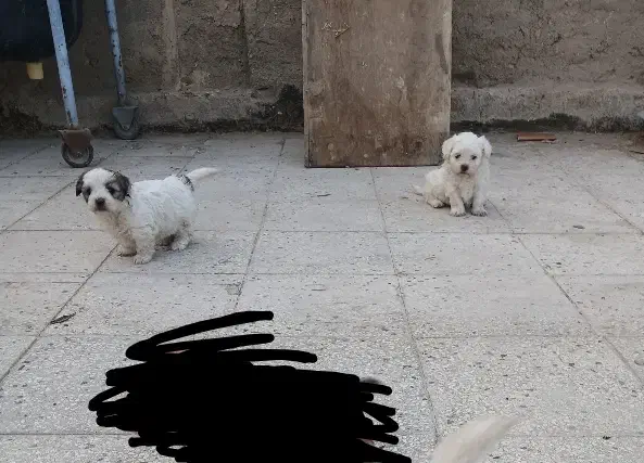 شیتزو تریر|سگ|پاکدشت, پاکدشت (مامازند)|دیوار