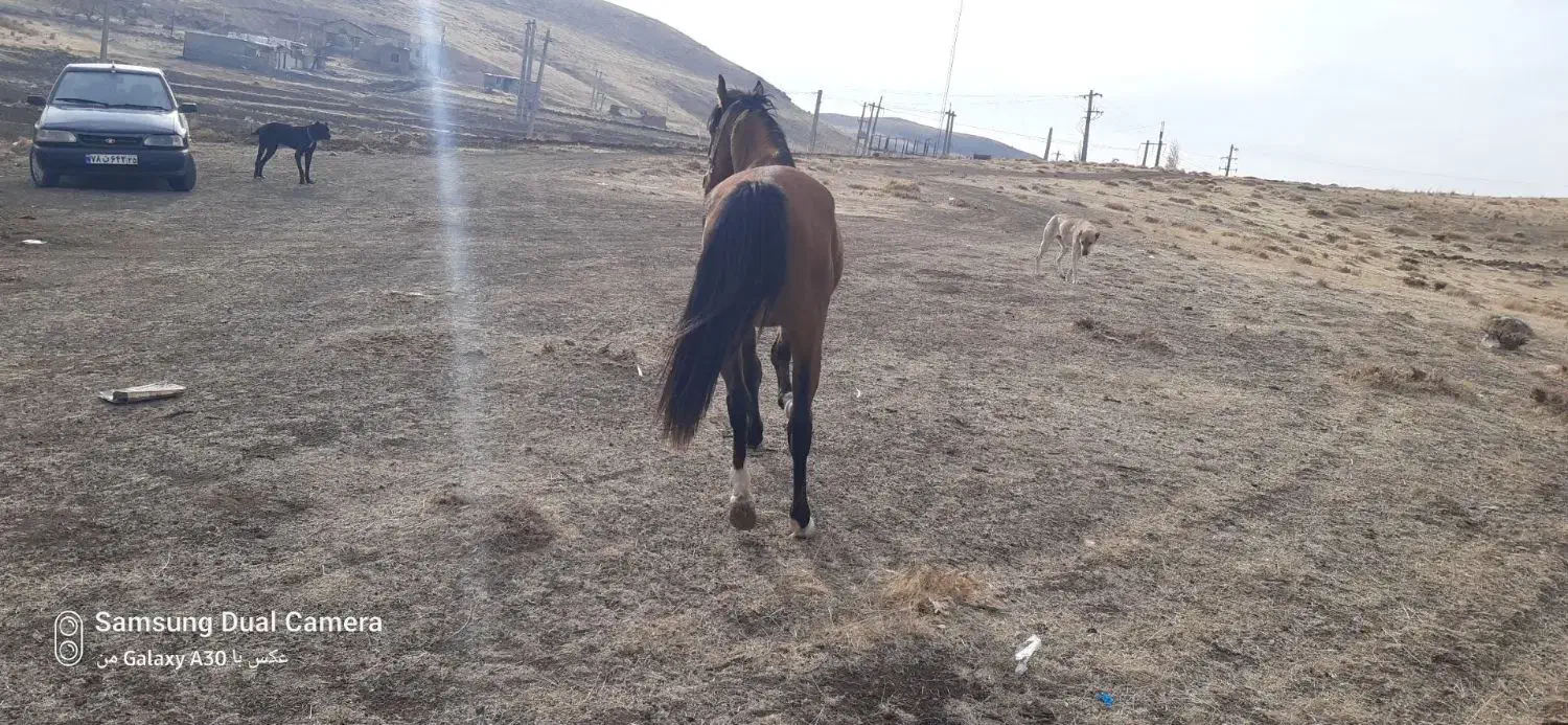 اسب|اسب و تجهیزات اسب‌سواری|میانه, |دیوار