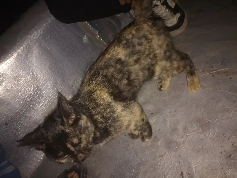 گربه خانه گی|گربه|میناب, |دیوار