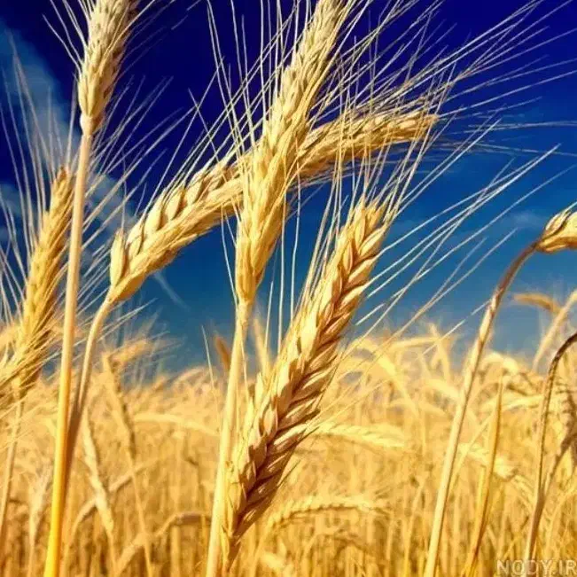 گندم برکت|خوردنی و آشامیدنی|قم, باسکول|دیوار