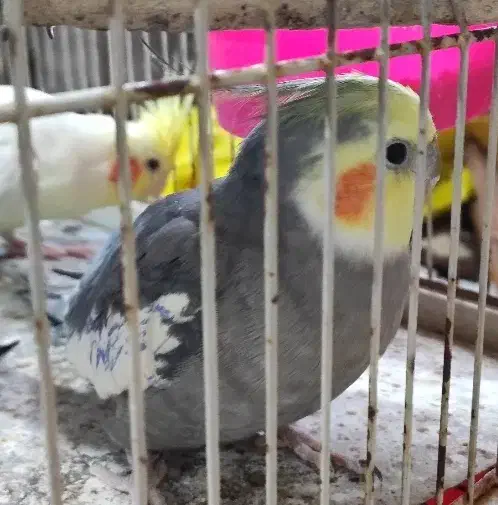 4 عدد عروس هلندی نژادهای لوتینو و ابلق و سیامون|پرنده|مشهد, ادیب نیشابوری (شهرک غرب)|دیوار