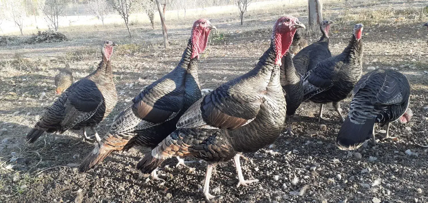 هشدرخان|حیوانات مزرعه|مشگین شهر, |دیوار