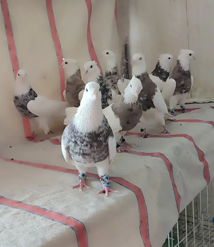 طوقی صد عدد ناب|پرنده|شاهینشهر, عطار|دیوار