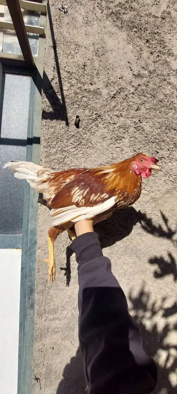 گلین سرخ|پرنده|بیرجند, |دیوار