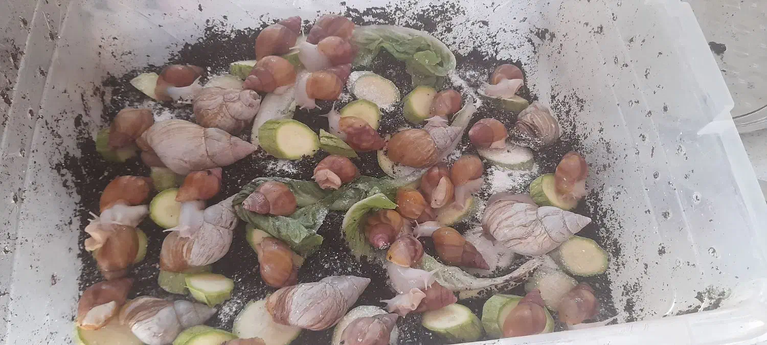 فروش حلزون|خزنده|پردیس, فاز ۱۱|دیوار