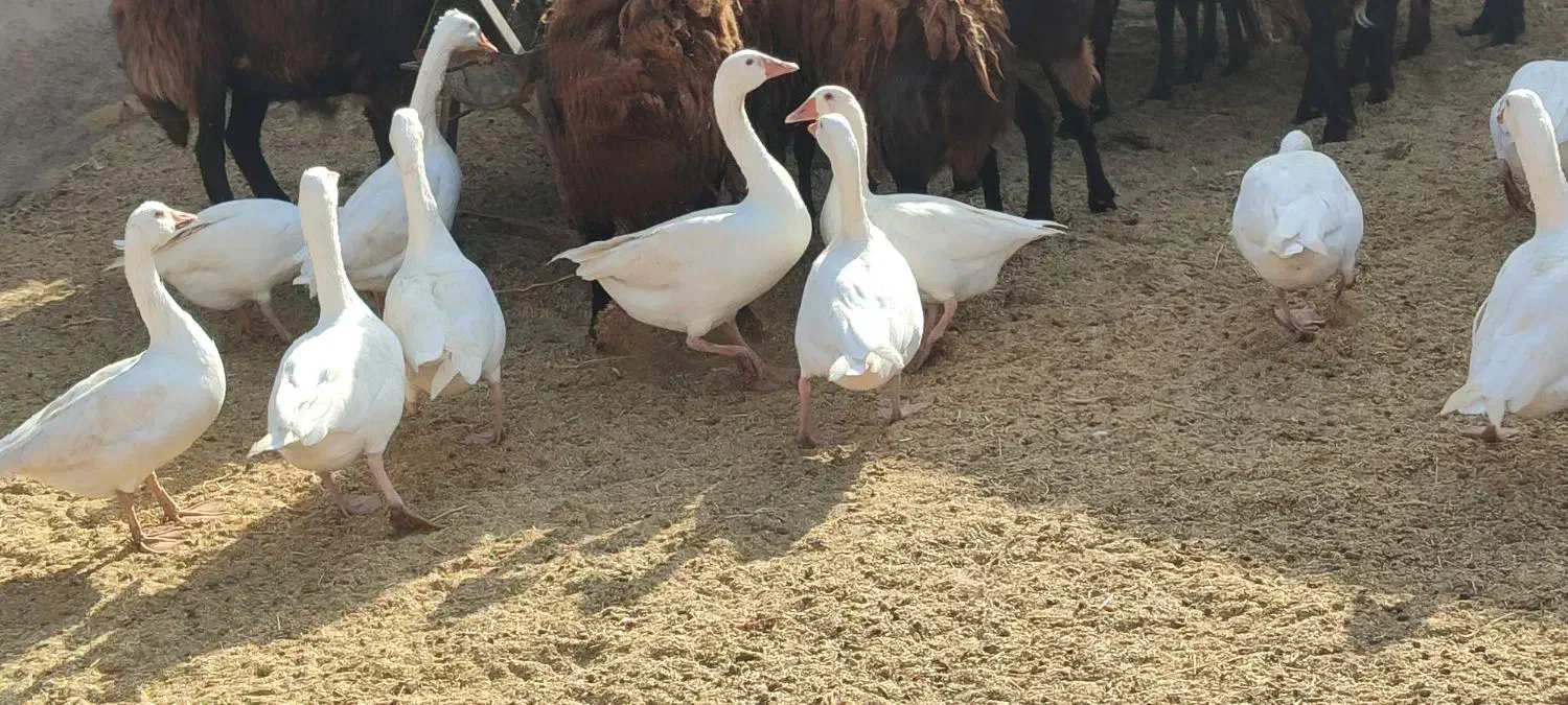 غاز چاقو چله|حیوانات مزرعه|سبزوار, ایزی شهر|دیوار