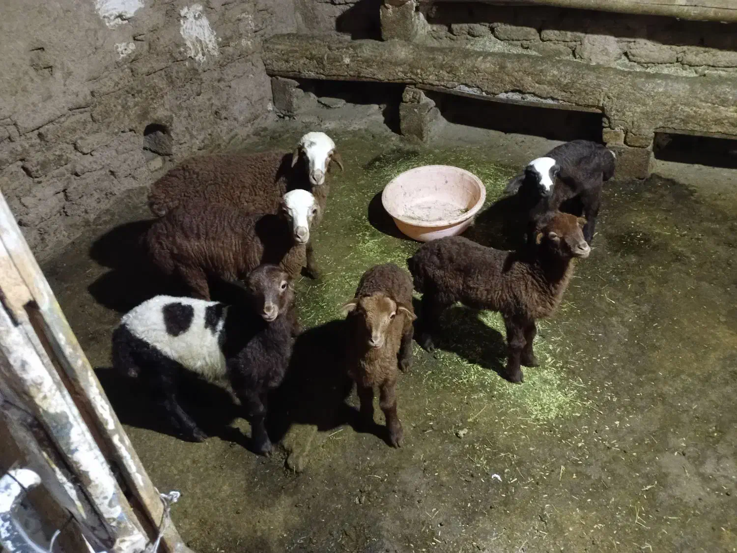 میش وبره|حیوانات مزرعه|سنقر, |دیوار