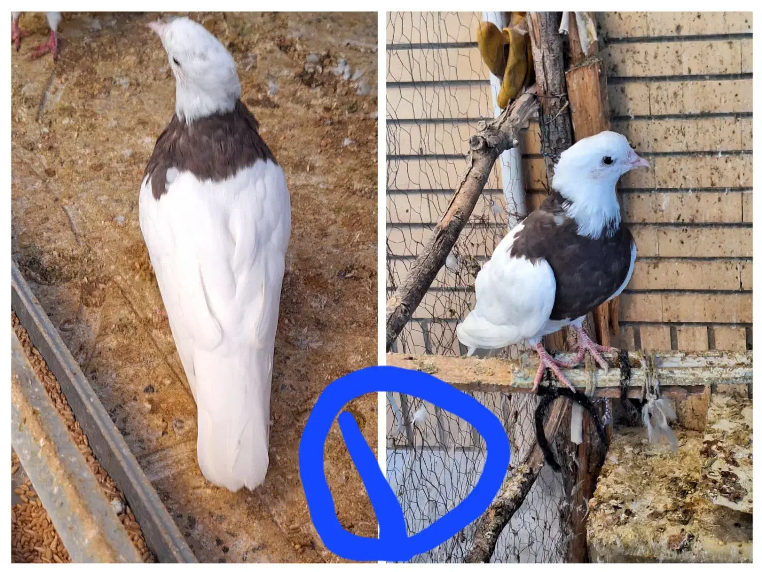 کبوتر طوقی|پرنده|مبارکه, |دیوار