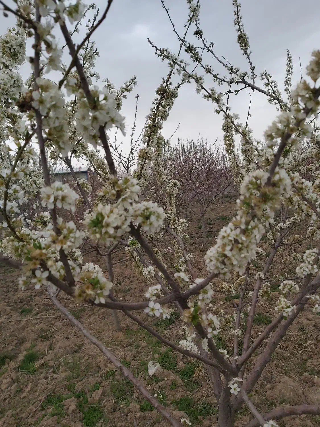 چهار دیواری|فروش زمین و ملک کلنگی|بشاریات, |دیوار