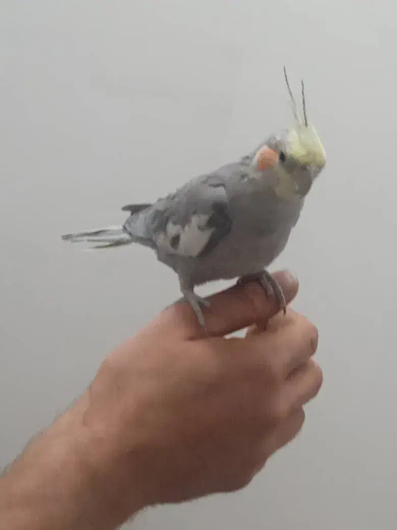 عروس هلندی زیبا و خوش صدا|پرنده|بوکان, |دیوار