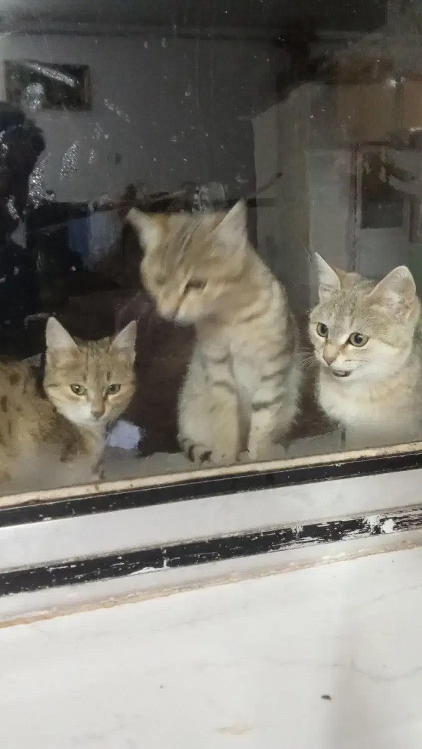 گربه|گربه|زنجان, |دیوار