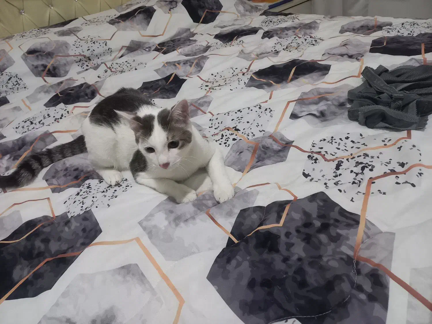 واگذاری گربه|گربه|رشت, توشیبا|دیوار