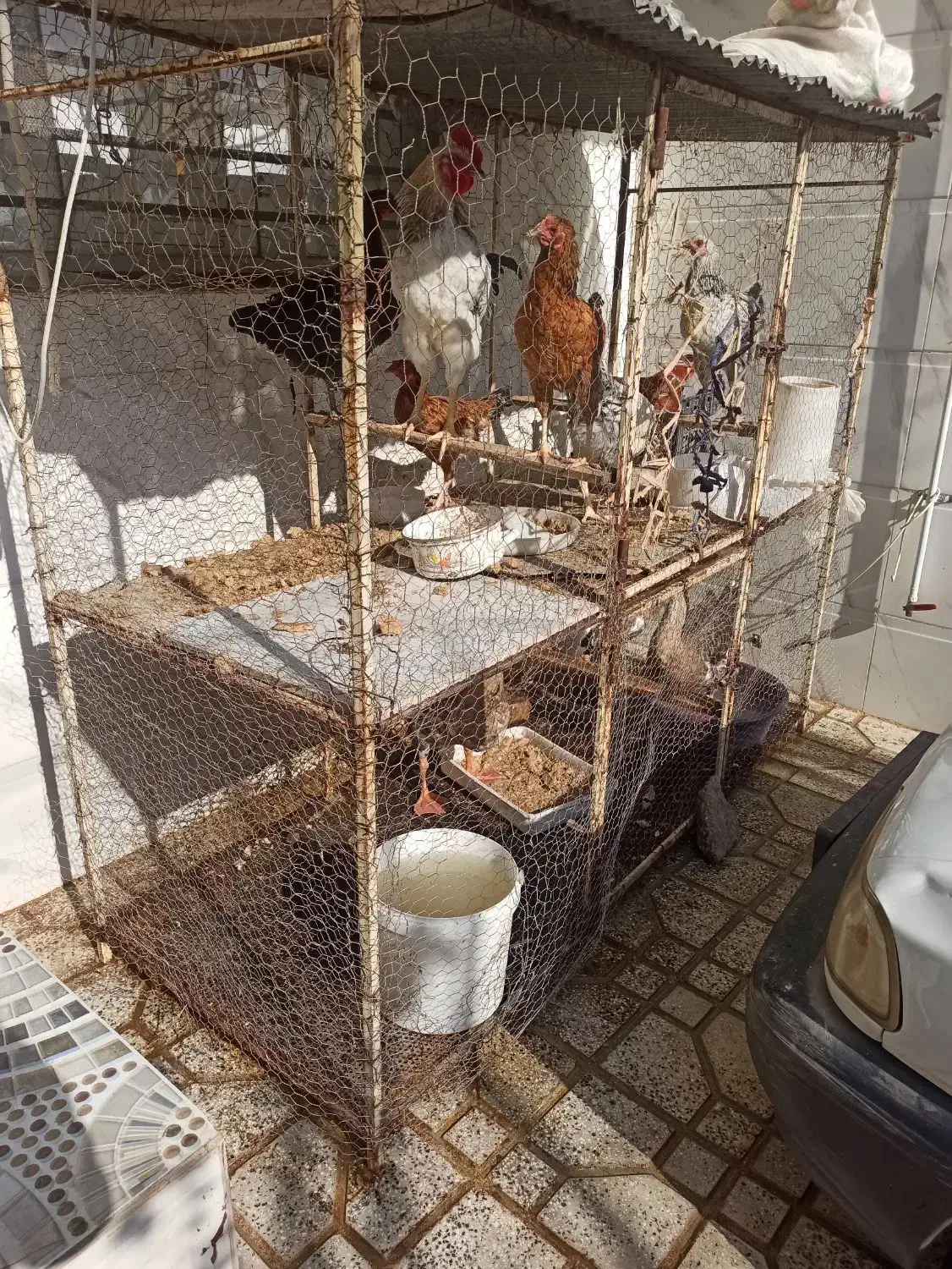 قفس مرغ|لوازم جانبی حیوانات|علیآباد کتول, |دیوار