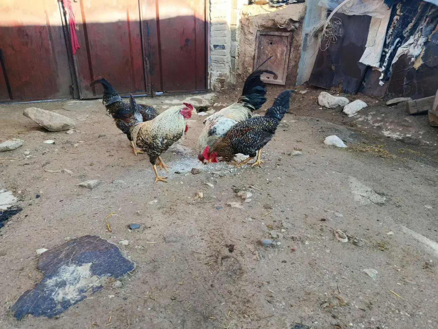 5تا خروس محلی|حیوانات مزرعه|معمولان, |دیوار