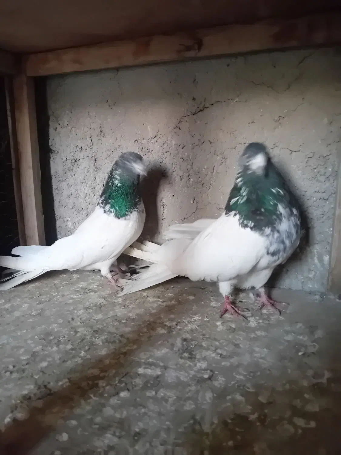 کفتر|پرنده|هشتگرد, گلسار|دیوار