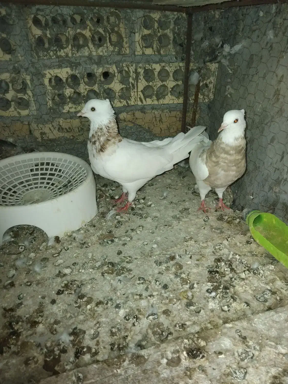 کبوتر فروشی|پرنده|لامرد, |دیوار