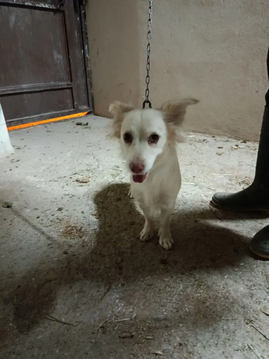 معاوضه بامرغ یاعروس هلندی یاکوتوله|سگ|تفت, |دیوار