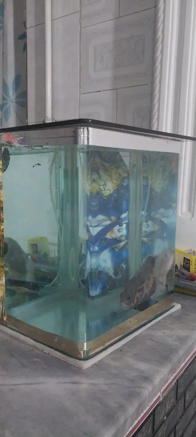 آکواریوم|ماهی|اسلام‌‌آباد غرب, |دیوار