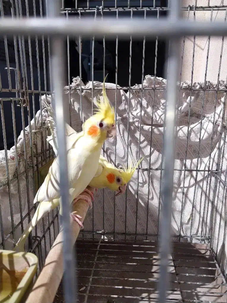 عروس هلندی|پرنده|شیراز, نیستان|دیوار