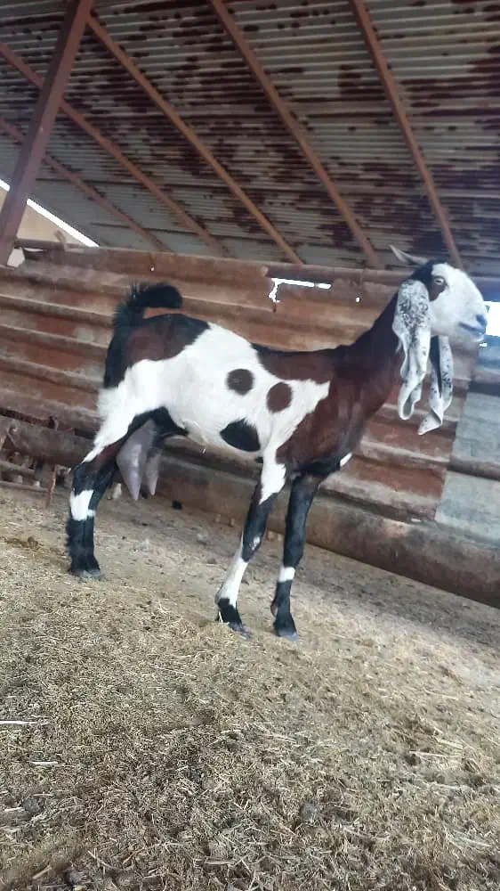 بندرماهشهر|حیوانات مزرعه|بندر ماهشهر, |دیوار