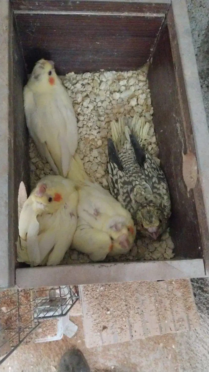 جوجه سرلاکی عروس هلندی|پرنده|جم, |دیوار