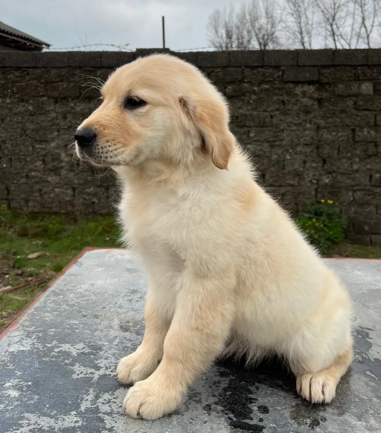 گلدن رتریور|سگ|تهران, قیطریه|دیوار