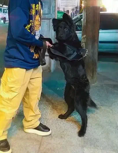 ژرمن بلک|سگ|اهواز, زیتون کارگری|دیوار