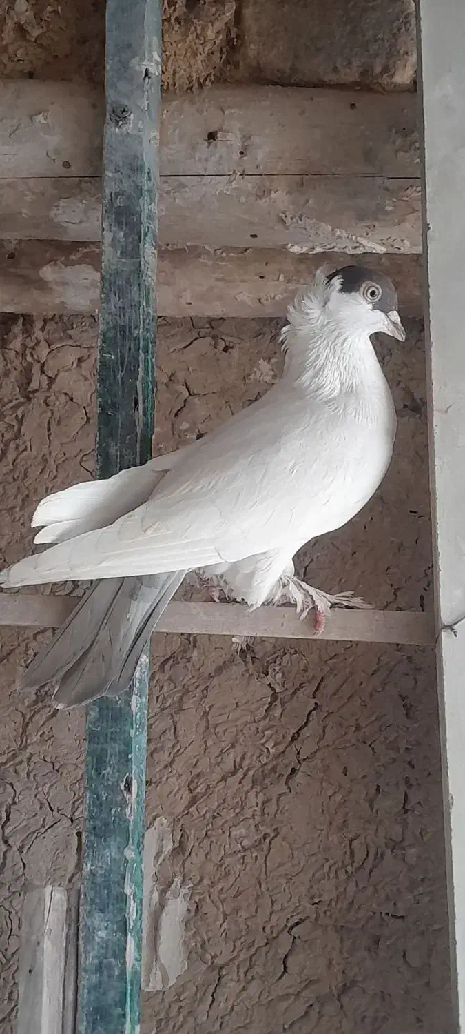 کفتر صید|پرنده|شیروان (خراسان), |دیوار