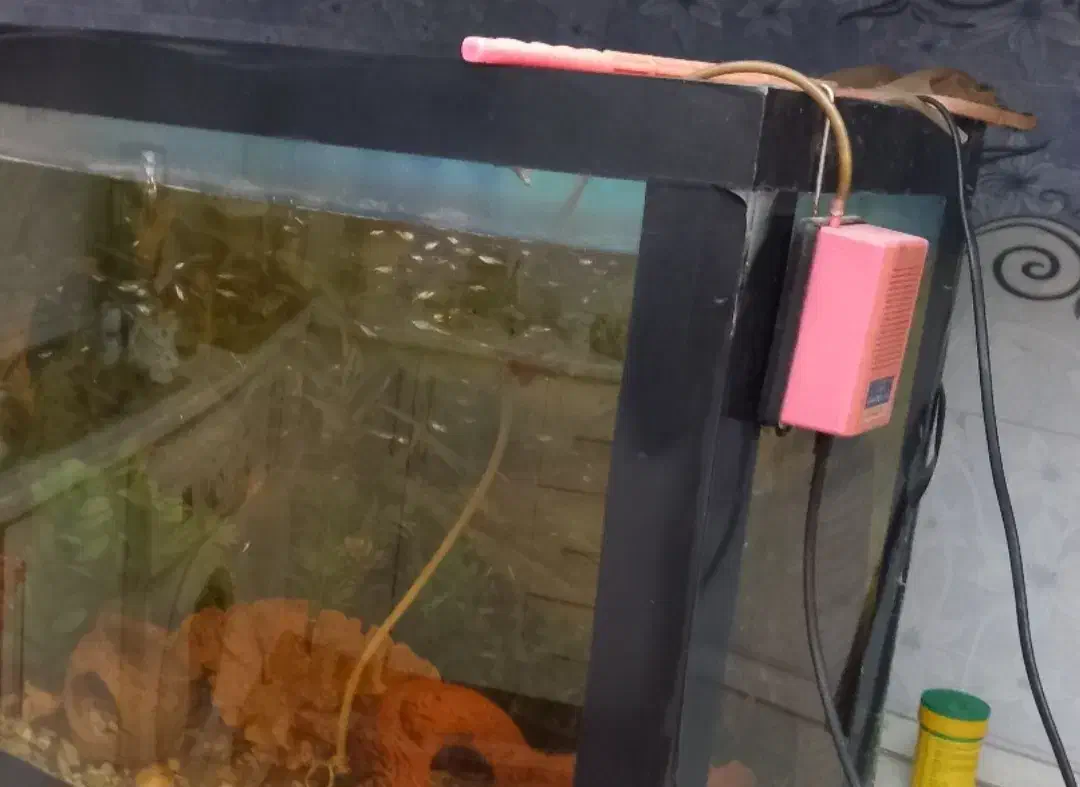 آکواریوم ماهی (۹۰×۵۰)|ماهی|اردبیل, |دیوار