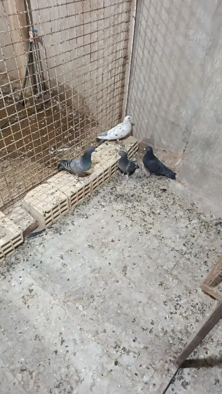 زاجر کیلومتری|پرنده|یزد, |دیوار