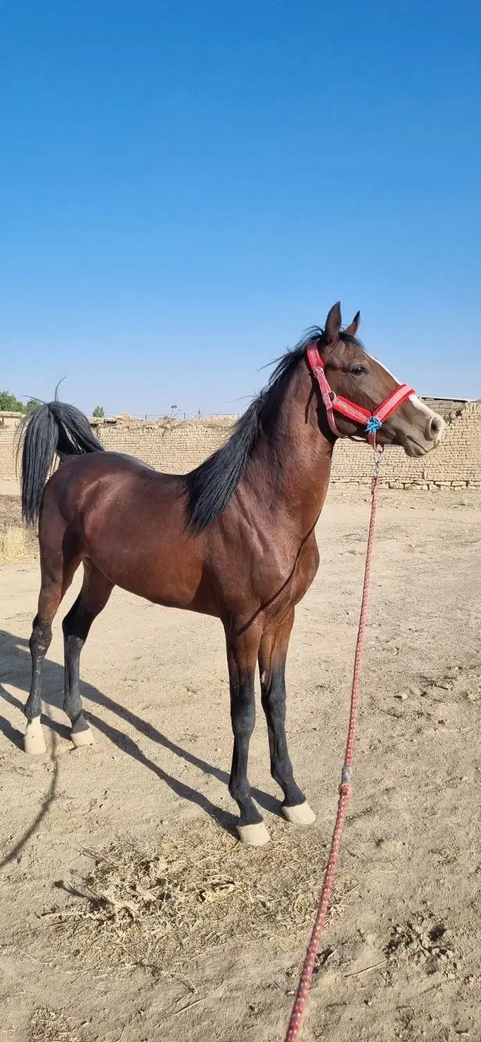 اسب نریان بسیار پرخون|اسب و تجهیزات اسب‌سواری|فامنین, |دیوار