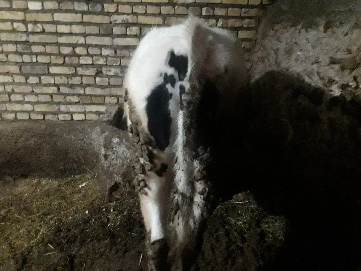 گوساله|حیوانات مزرعه|ایجرود, |دیوار